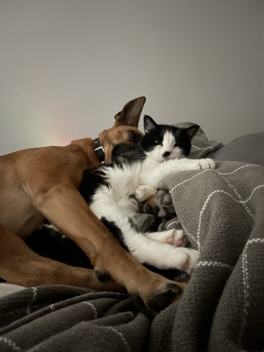 Ninja_Paws_'s tweet photo. Snuggling @TuxedoOrey ✨ https://t.co/y3W0U5rwPZ