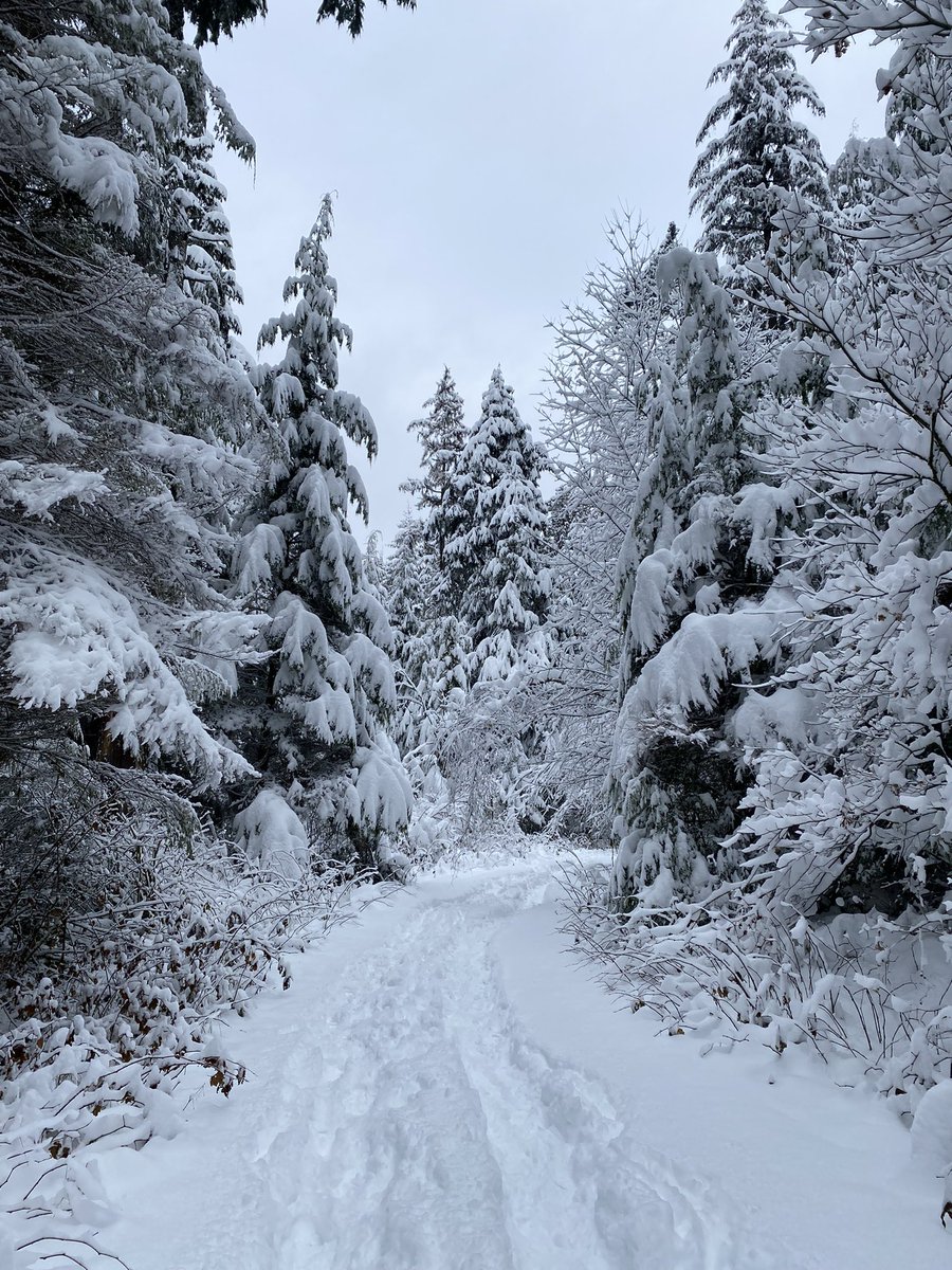 Stanley Park is pretty magical today #BCSnow #BCStorm #vancouver