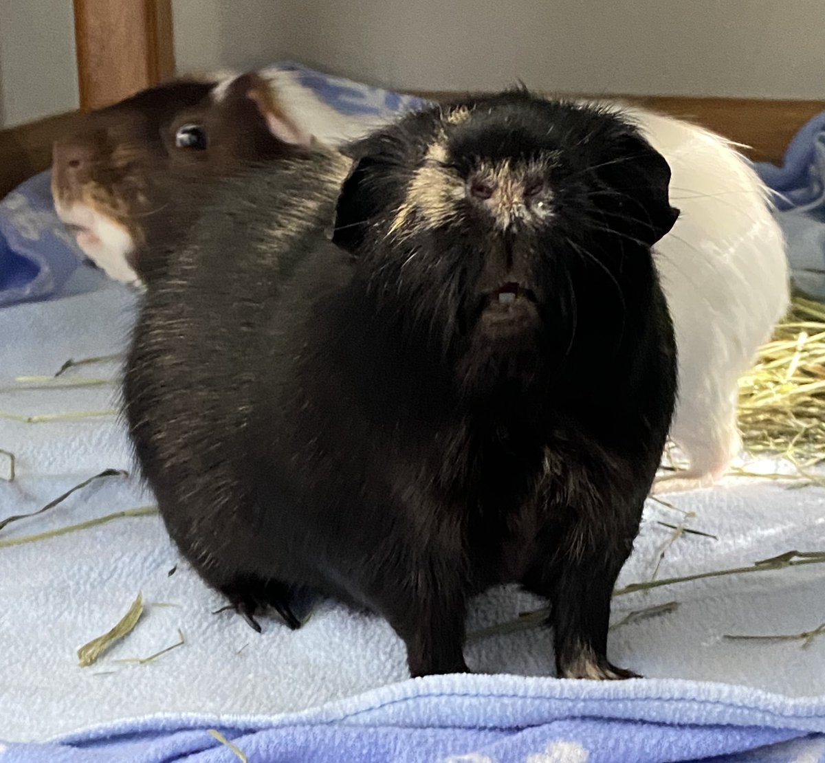 We present you with #teef and #sideeye