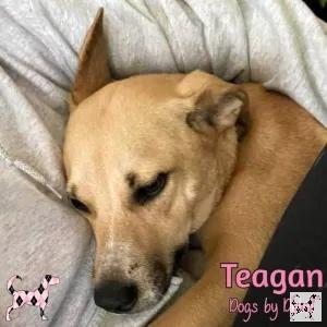 What are your 2023 plans?

How about fostering one of our amazing and lovable dogs!?🐾 Learn more about what it means to foster a #DogsbyDebin pup through the link below!

dogsbydebin.com/foster/

#AnimalRescue #DogLovers #Dogs #AnimalShelters #AdoptDontShop #AnimalWelfare #Ad...