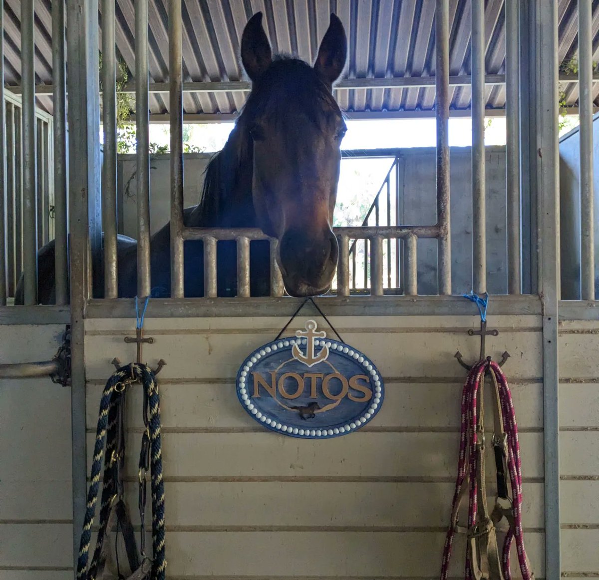 Qaazarrr's tweet photo. Super excited to finally share the stall sign I made for Notos! She is named after my favourite album by my favourite band, @theohhellos. 
Thank you to The Oh Hellos for making music that has changed my world. Excited for the future!😊
@maggieheath @tylerheath
#horse #theohhellos https://t.co/gjfKiIZTNg