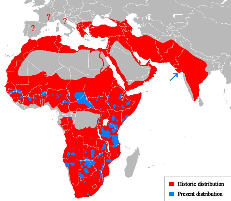 TerribleMaps's tweet image. Historic vs Present distribution of lions