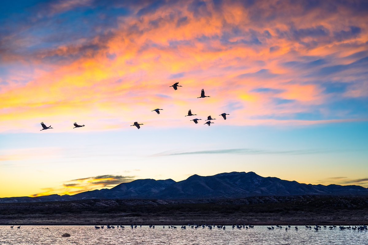 Sweet sunset fly-in image from the Bosque del Apache. Sandhill cranes coming in for the night