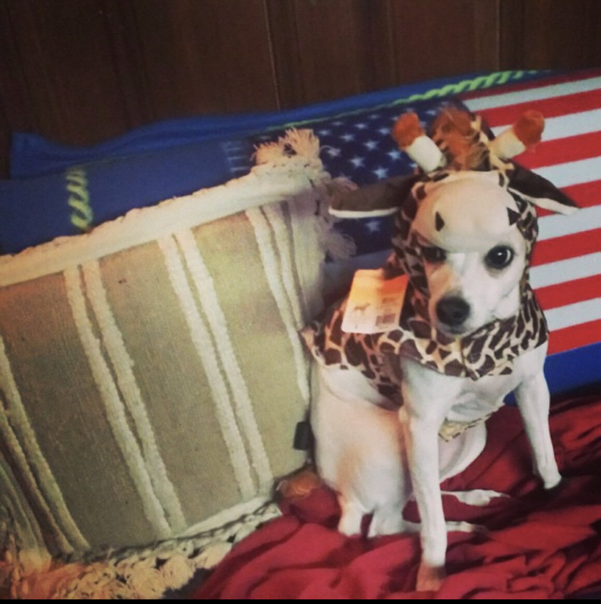 Jake Elman tweet media