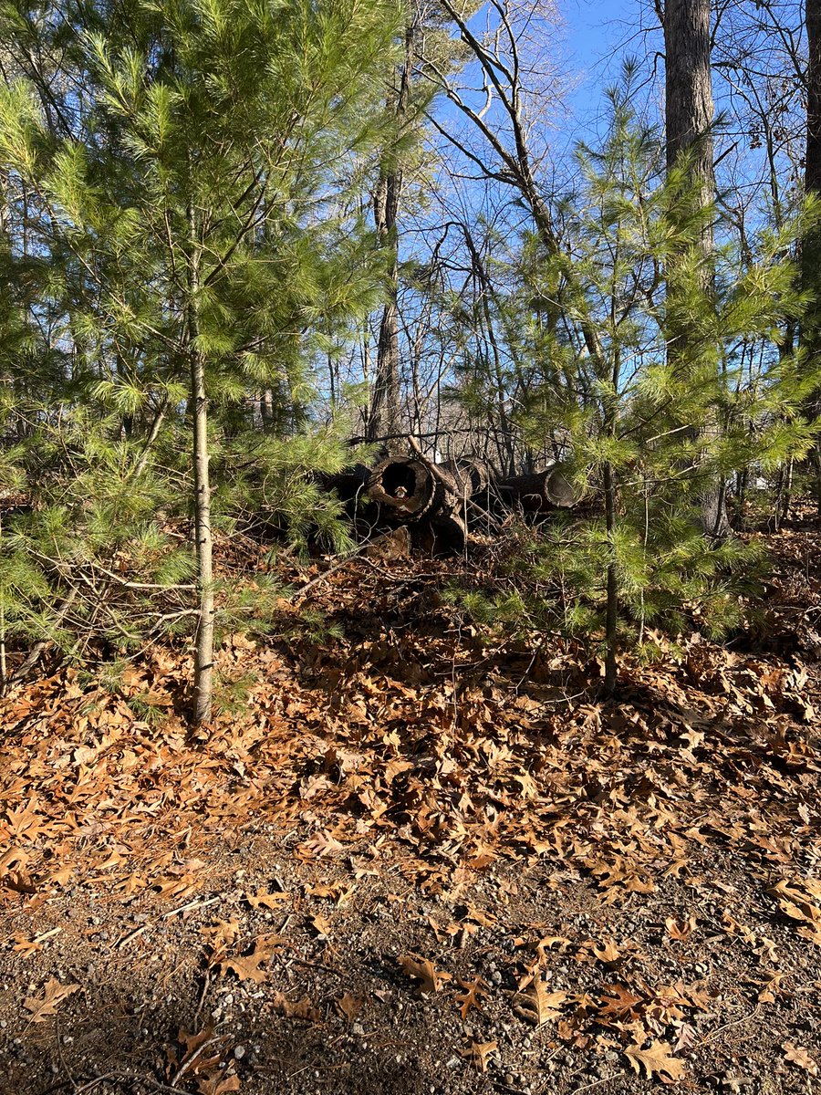 Thea Goncalves tweet media