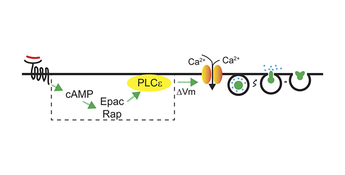 Morales, Smrcka, Anantharam et al <a href="/UToledoMed/">UToledo Medicine</a> show that PACAP, an important neurotransmitter at the splanchnic-chromaffin cell synapse, operates through a pathway involving Gαs, PLCε, &amp; L-type calcium channels bit.ly/3G7O9v1
#CellularPhysiology #IntercellularSignaling
