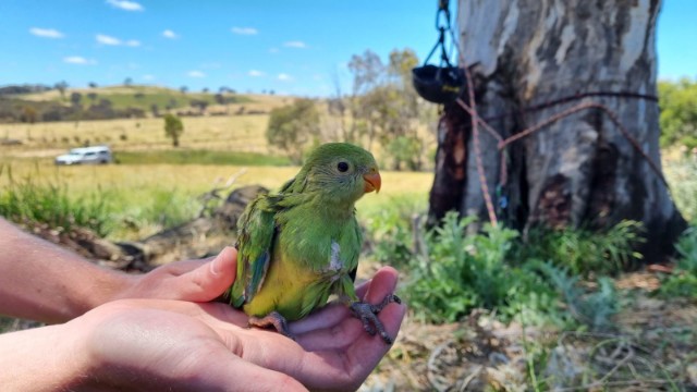 McLean "Mac" Cobden is a PhD candidate (on 'all things Superb Parrot'!) at ANU. Climbs massive trees and monitors nests. This baby was born on my farm.  Superb Parrots are struggling primarily due to loss of nesting trees &amp; food sources.
I'm very proud.
Well done Mac &amp; #ANU 👏🙏