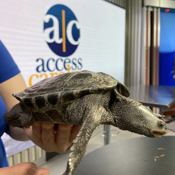 AccessCarolina's tweet photo. A Diamondback Terrapin from the Roper Mountain Science Center pays us a visit, Ava creates an Italian feast the old-fashioned way with The Pasta Lady and bundle up for a cold Christmas. Thanks for watching Access Carolina, weekdays at 10am https://t.co/usMw0hEVwS