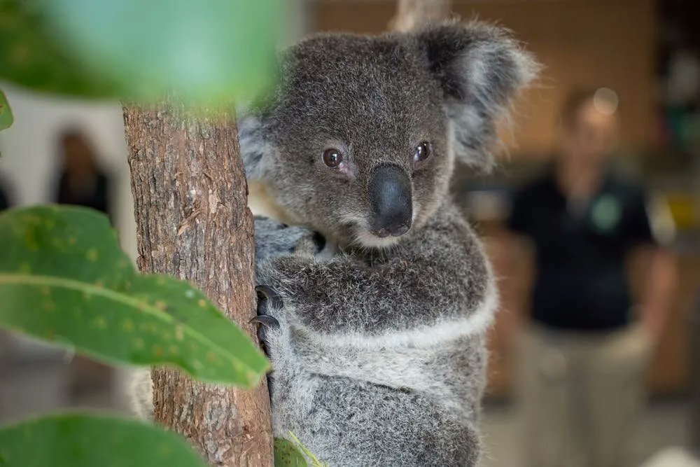 Koalas are now endangered after intense climate hardship. Frozen sperm and assistive reproduction might help #wildfire #biobanking #conservation #uncertain #captivebreeding buff.ly/3V1V8e7
