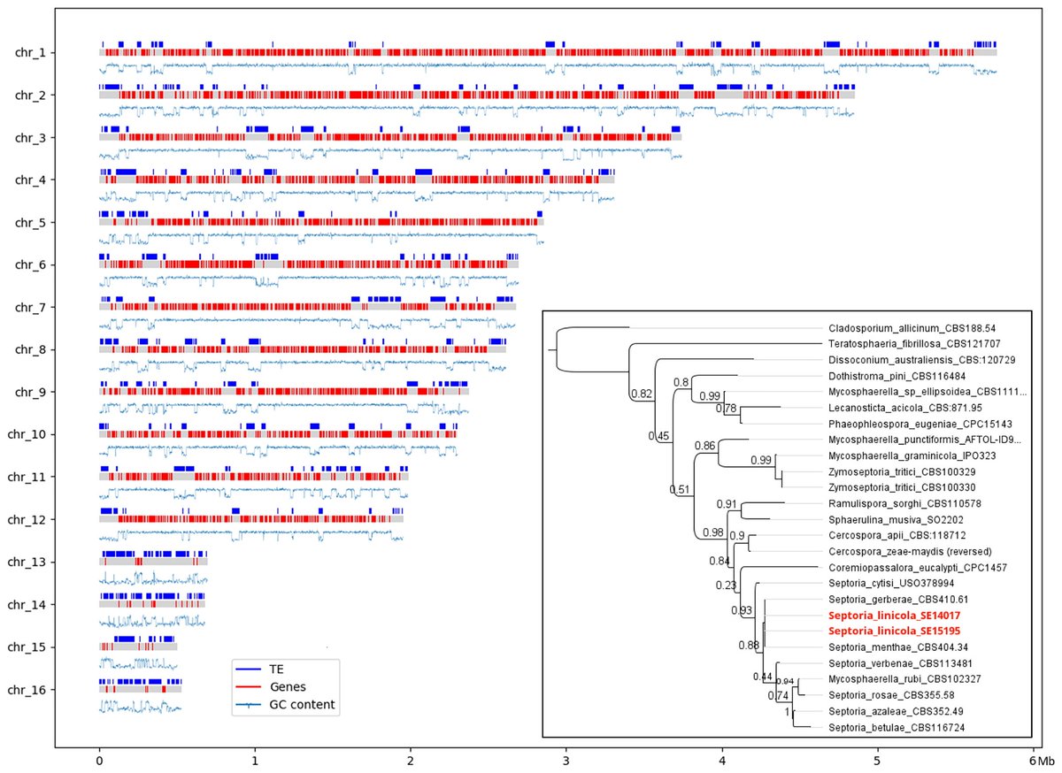 Frédéric Suffert (@wheatpath) on Twitter photo "Complete #genome sequences 🧬 of #Septoria linicola, a resource for studying a damaging flax pathogen"
doi.org/10.1094/MPMI-0…
<a href="/NicolasLapalu/">nlapalu</a> <a href="/wheatpath/">Frédéric Suffert</a> <a href="/arvalispatho/">Romain Valade</a> "Complete #genome sequences 🧬 of #Septoria linicola, a resource for studying a damaging flax pathogen"
doi.org/10.1094/MPMI-0…
<a href="/NicolasLapalu/">nlapalu</a> <a href="/wheatpath/">Frédéric Suffert</a> <a href="/arvalispatho/">Romain Valade</a>