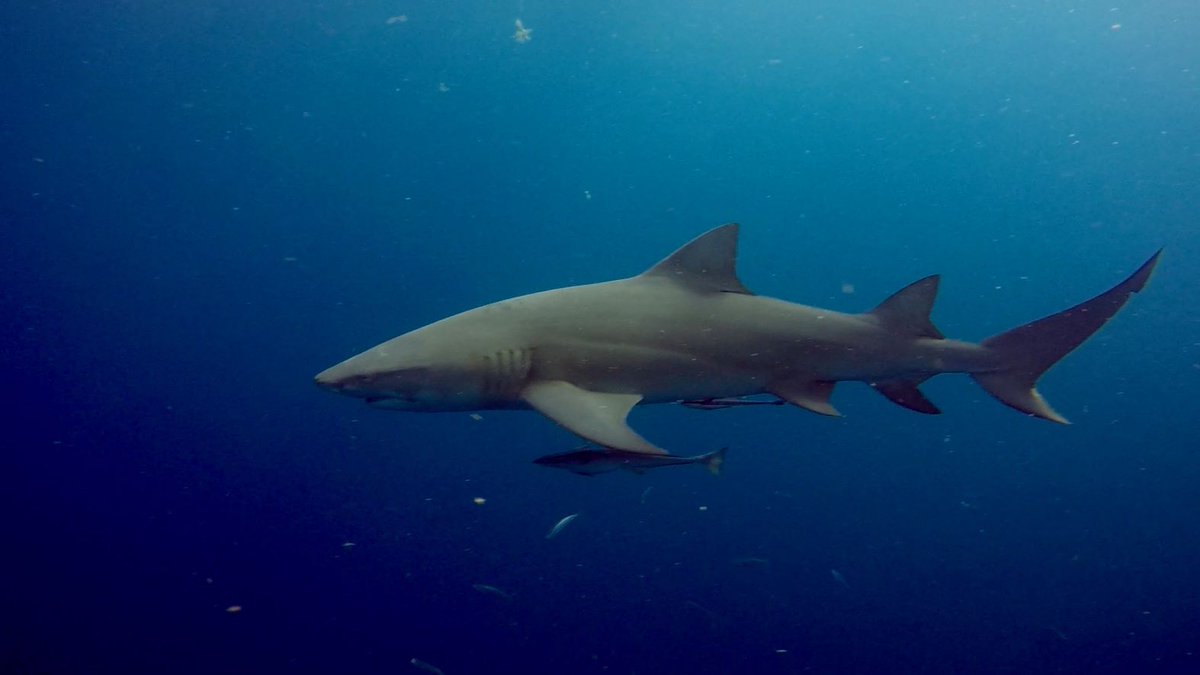 diventuresATL's tweet photo. When life gives you lemons 🍋.... Go diving with us for the lemon shark migration!  Join us Feb 9-12 for some awesome diving with the sharks in Jupiter, FL.  Learn more &amp; register here:  https://t.co/2NI0l8HdE2 https://t.co/VCsvRyBSB5