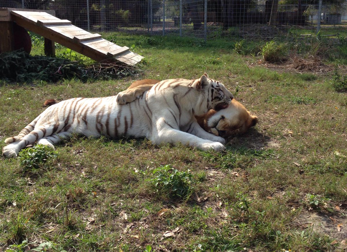 BigCatRescue's tweet photo. President Biden signed the Big Cat Public Safety Act into law! It is now the law of the land.  Public contact with big cat cubs must cease immediately and private owners will have 180 days to register their cats with the US Fish &amp; Wildlife Service.  1st step to saving wild cats! https://t.co/H9C9T42fVN