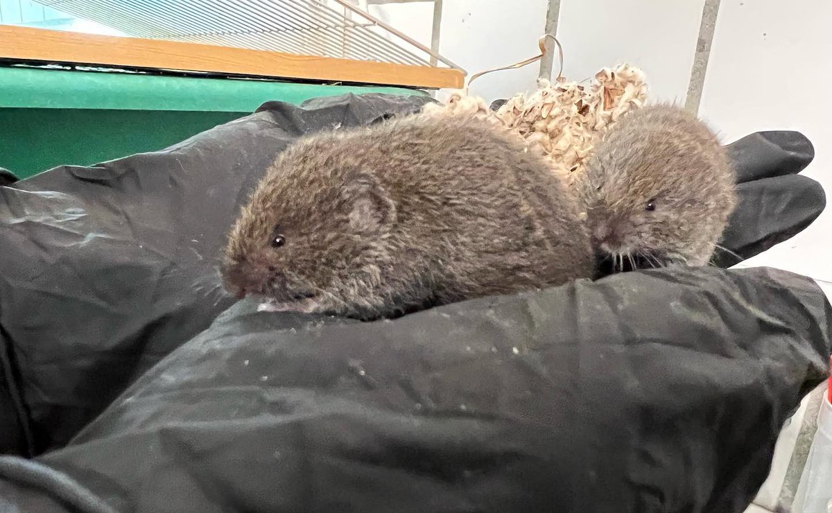 AndreStadler4's tweet photo. Our Bavarian Pine Voles are published in the EAZA news…🐭
After one year keeping this species we have bred them (world first) successfully 6 times so far! 
#Alpenzoo #Zoo #Nachzucht #Sensation #niedlich #Tirol #Artenschutz #EAZA #Redlist #Innsbruck #savingspecies #conservation https://t.co/ax7eNUlh5j