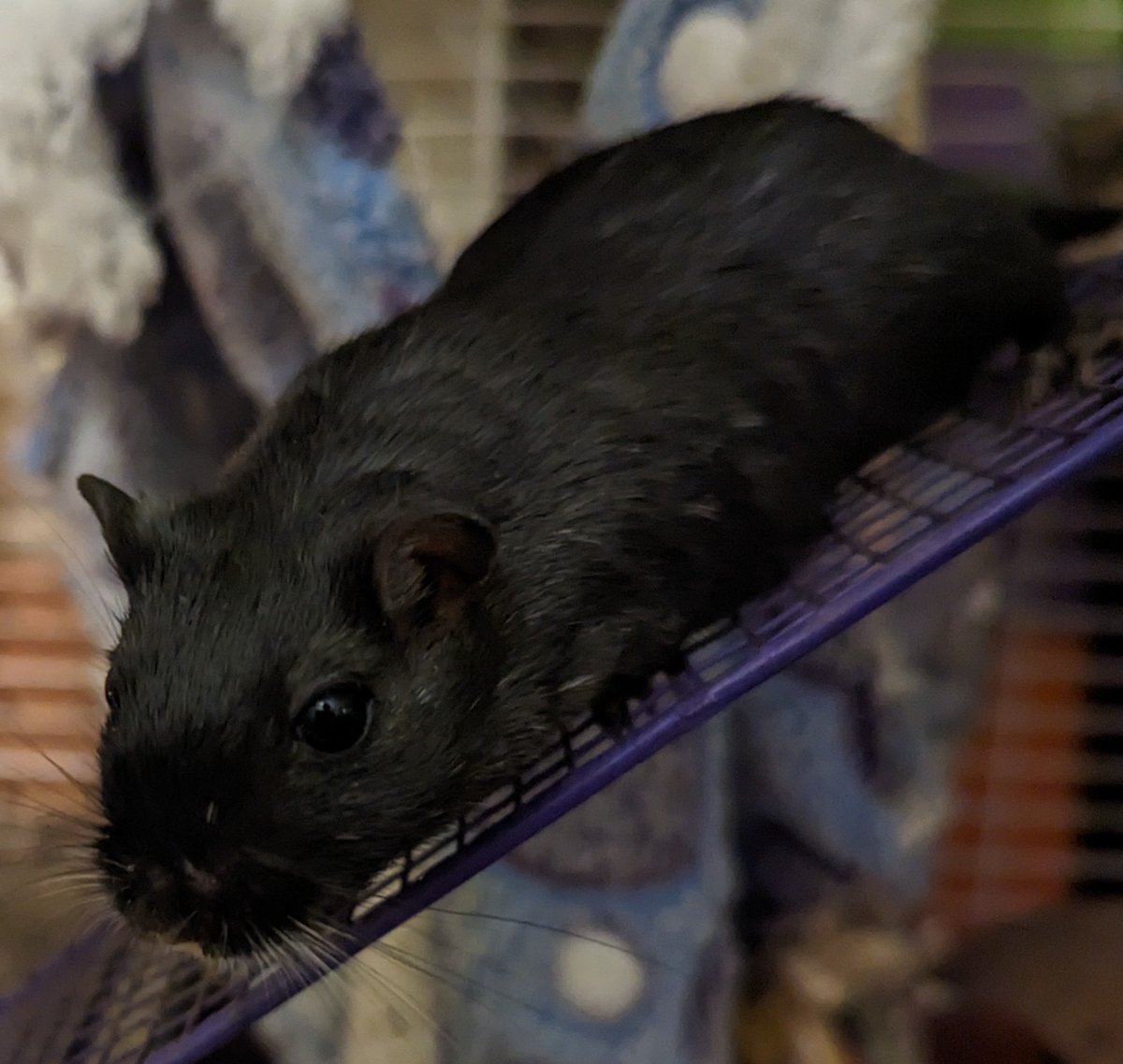 GottaLuvTPose's tweet photo. @thebehemoth Did someone say "gerbil"? 😁 https://t.co/v5BS6qyov2