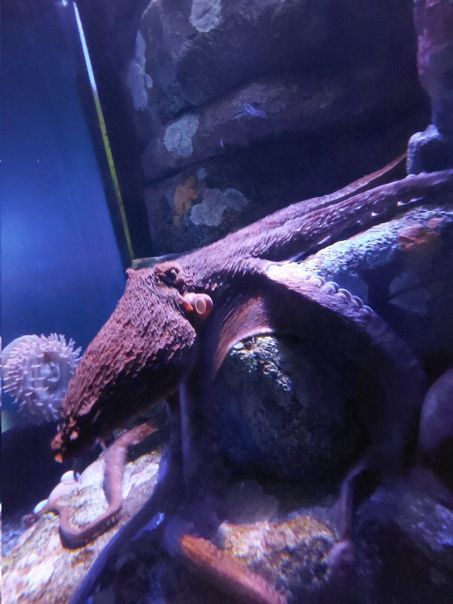 breakcore radio to relax and study to tweet media