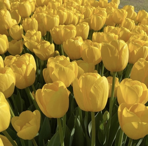 lavieestbelIe's tweet photo. Yellow tulips https://t.co/yy5u6KRQjG