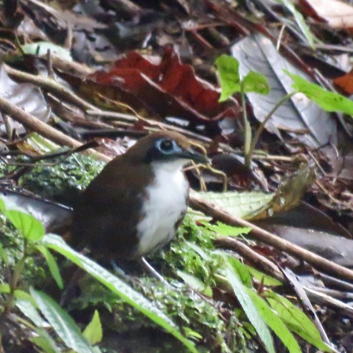 walkingtogitmo's tweet photo. In the same #antbird flock near the waterfall @ObservatoryLodg was this #BirdsSeenIn2022 Bi-colored Antbird, new for me for #costarica: https://t.co/WQpqiXftjD