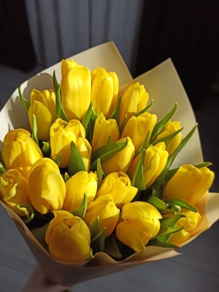 lavieestbelIe's tweet photo. Yellow tulips https://t.co/yy5u6KRQjG