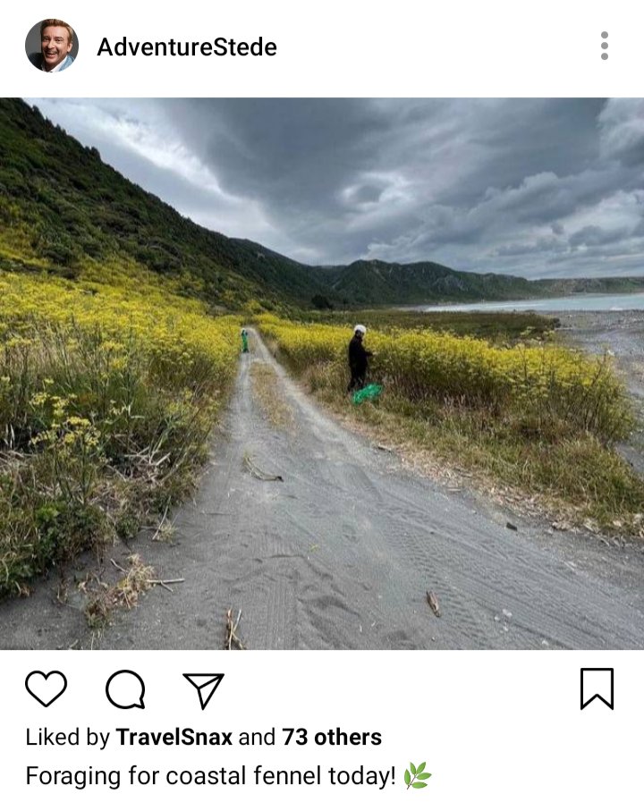 Stede's IG. Photo of Ed foraging in yellow brush. Caption reads "Foraging for coastal fennel today!" 