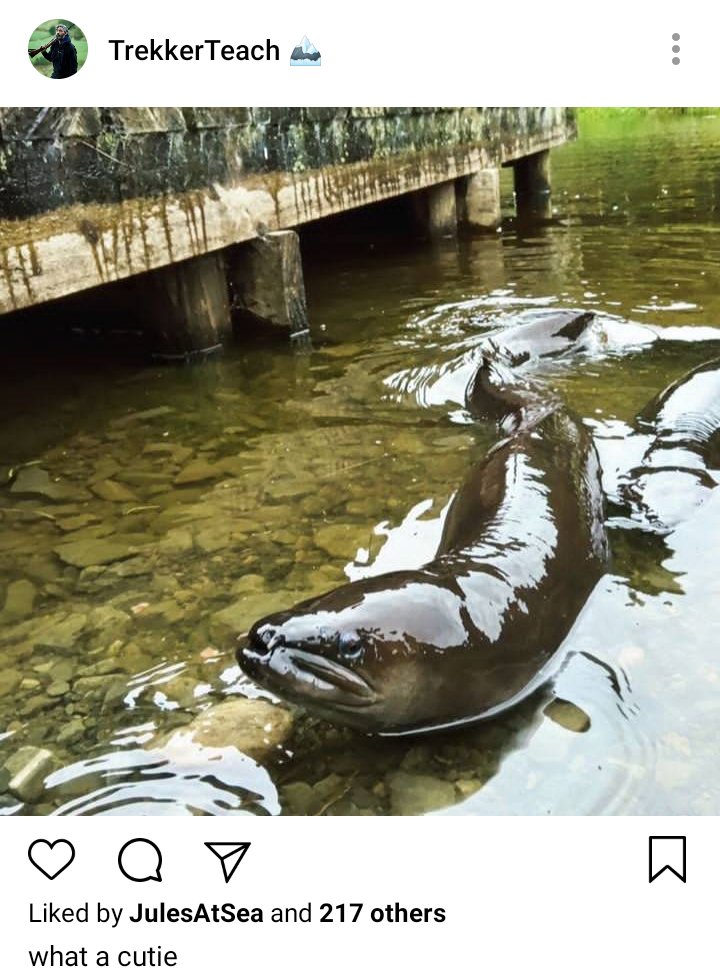 Ed's IG. Photo of a freshwater eel. Caption reads "what a cutie" 