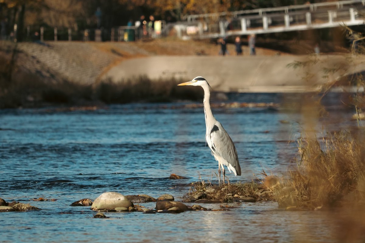 #WildCardiffHour tweet media