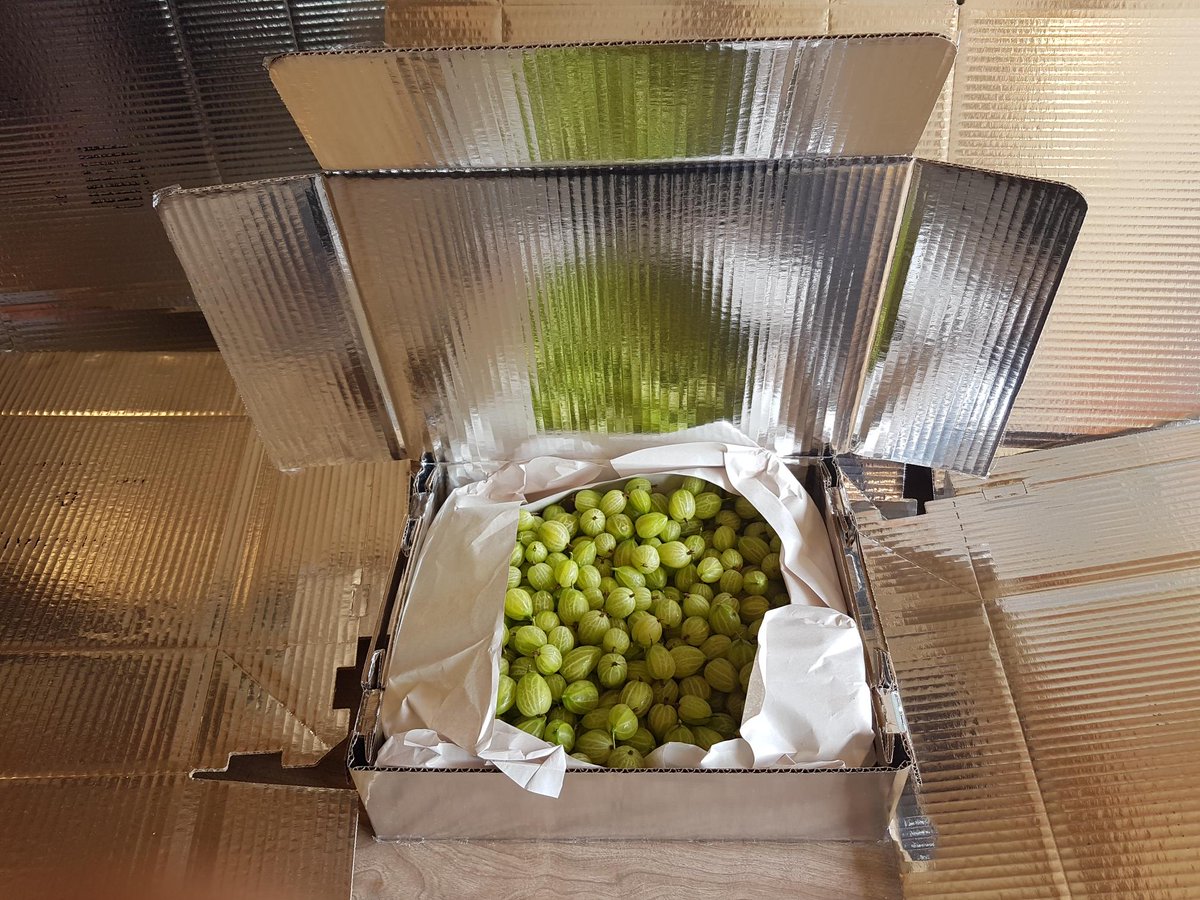 MamakuBlue's tweet photo. Last chance to receive your gooseberries before Christmas. Order online today before lunchtime. We are sorry but the shelf life will not be as long as it usually is, as berries were picked in the rain.
https://t.co/BQJMyRsaLa
#gooseberry #gooseberries https://t.co/HsIf77oZqI