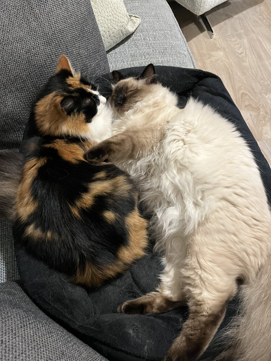 CatkinsMaverick's tweet photo. I loves my sister Emmy 💖 #CatsOfTwitter #CatsOnTwitter #ragdoll #norwegianforest #cuddles https://t.co/a41Kd7t40x