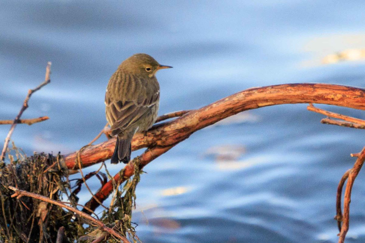 Harvey Brown tweet media