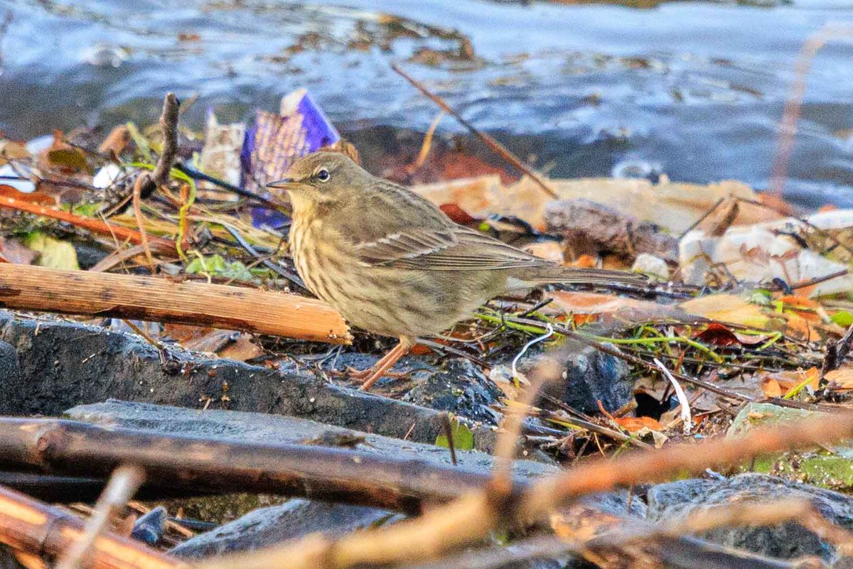 Harvey Brown tweet media