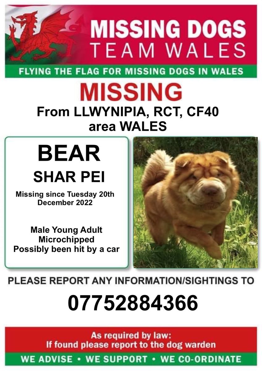 missingdogwales's tweet photo. ‼️URGENT SHARES NEEDED PLEASE… BEAR POSSIBLY BEEN HIT BY A CAR ON PARTRIDGE ROAD, #LLWYNIPIA, #RCT #CF40 #WALES‼️
💥Tuesday 20th December 2022
💥Male Young Adult #SharPei
‼️RING NUMBER ON POSTER WITH ANY INFORMATION/SIGHTINGS https://t.co/8dyv50mGUi