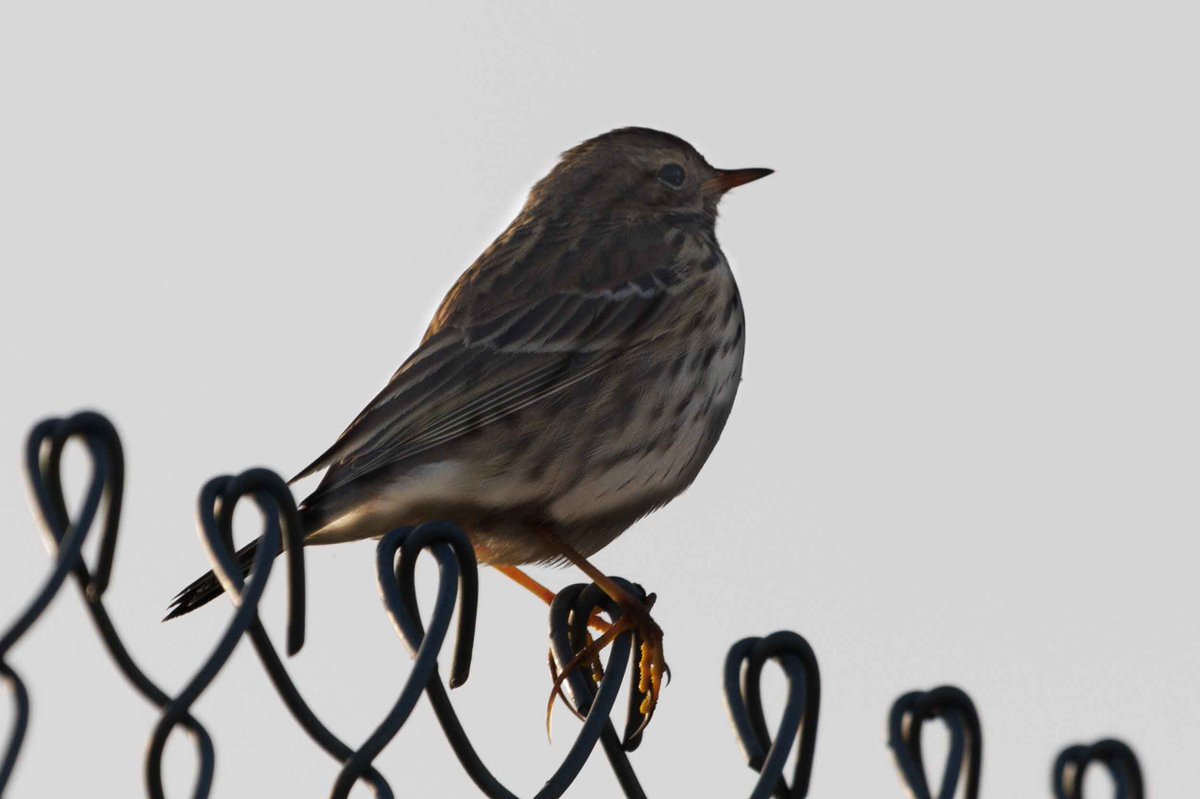 Harvey Brown tweet media