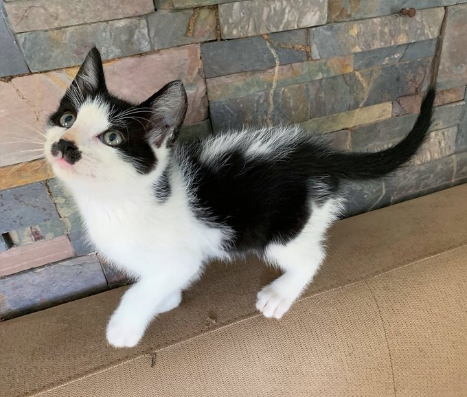 ❤️😺THE KITTEN HAS FOUND A HAPPY NEW HOME! A big&hellip;&ldquo;THANX&rdquo; to the ones that showed interest and offered