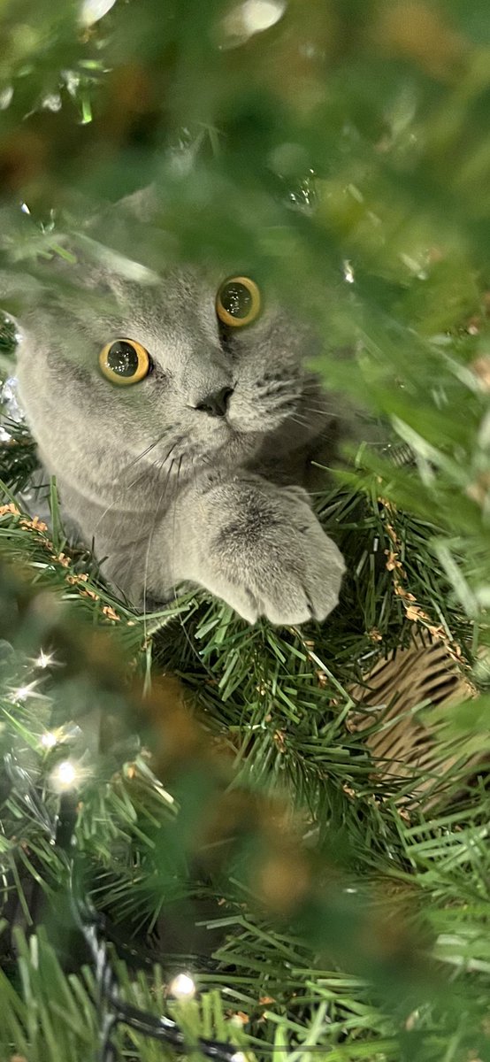 ProfessorMoria8's tweet photo. Captain Wentworth is going to be lucky if he gets a lump of coal from Santa Paws 🎄😹🙀 #theresalwaysone #CatsOfTwitter #britishshorthair #cats https://t.co/4WQ43cGuVg
