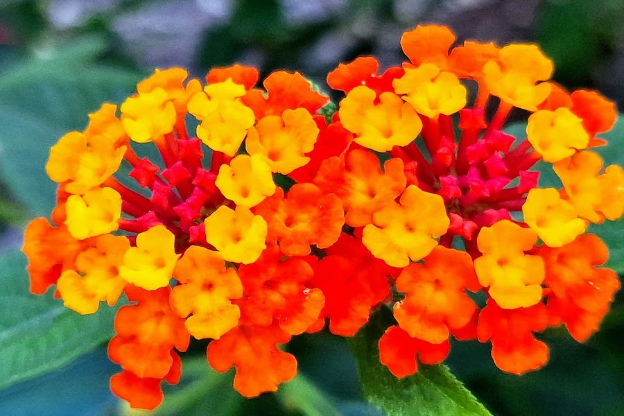 rvig_art's tweet photo. "Lantana" palette is used by 18/200 Volutes. It's one of my favorite, and colours are extracted from a picture taken in the Botanic Garden in Geneva.

Do you like it ?

See these Volutes on #artblocks:
https://t.co/GCqKJmesUr

#volute #generativeart #nft #genartclub https://t.co/Gzvg2Kgd8v