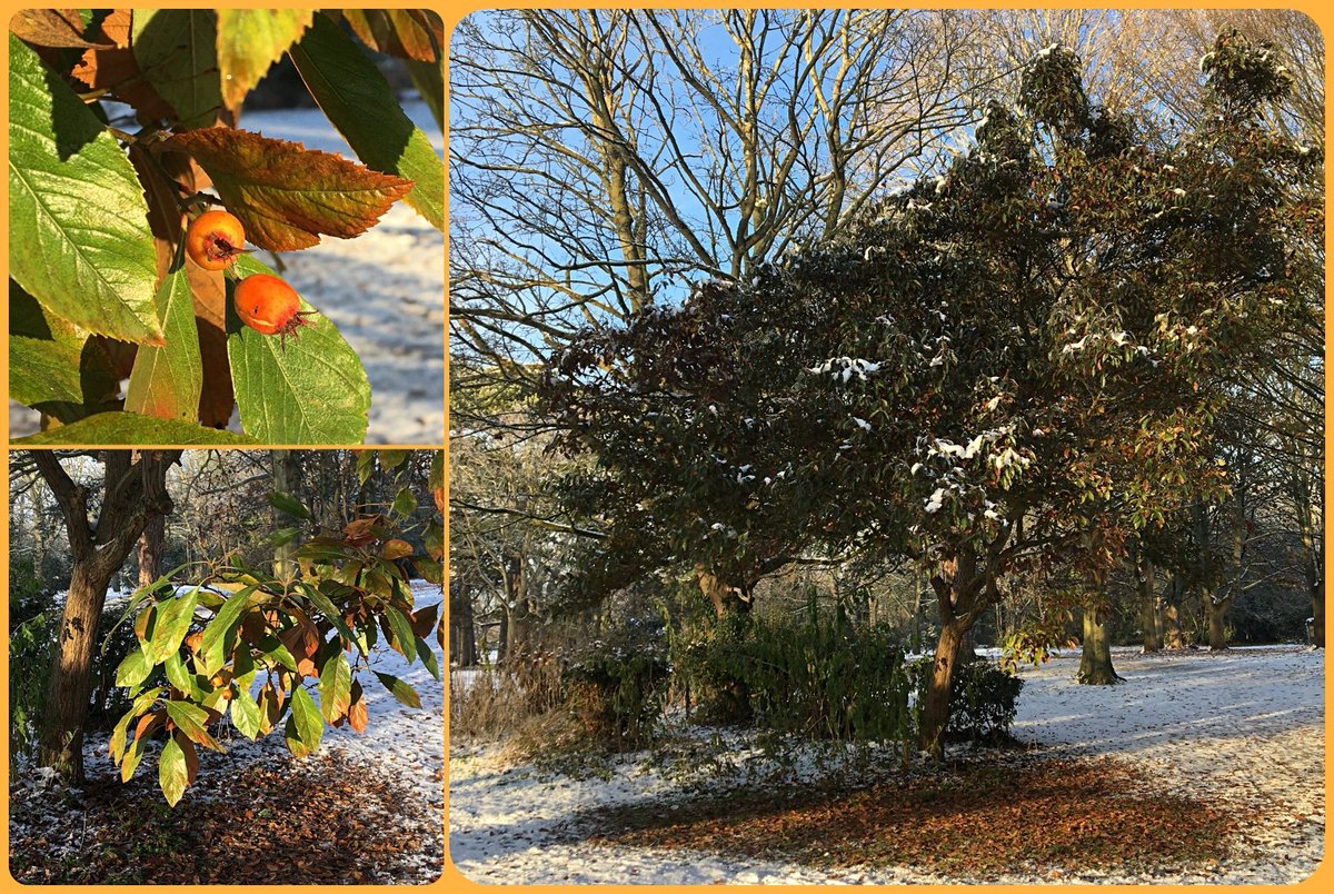 In Cherry Hinton Hall Park #Cambridge: Hybrid Cockspur Thorn, Crataegus x lavalleei (often minus 'e') still with a few haws as it should be says Lavallée who was in dispute with Carrière as its differnce from what's now C. x lavallei Carrierei. See (🇫🇷): bit.ly/34vcuF6