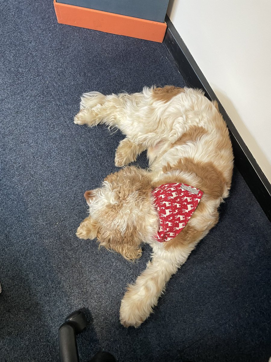 Northants Police Wellbeing Dogs tweet media