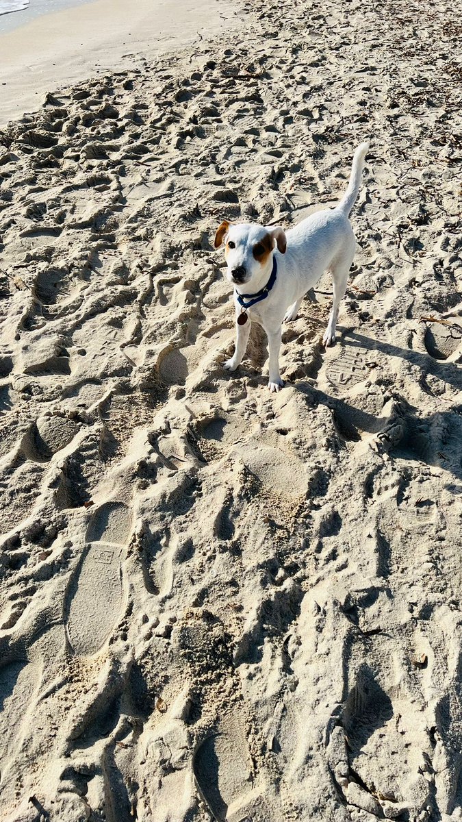 longlivedaisy's tweet photo. @taylornation13 My little one's name is Bonnie Boo Yuki, Yuli meaning white or snow in Japanese , so this is my snow on the beach 🐶❄️⛱️ @taylornation13 #TSMidnighTS https://t.co/8G8tf0eElb