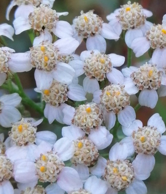 Urban Rewilding 🦊 River Len Maidstone (@urewilding) on Twitter photo Yarrow (Achillea millefolium) flowers-on into a chilly December within a Miyawake plot at Park Wood open space, Maidstone. The small yellow achene-like fruits, or cypsela, are clearly visible.🌳 <a href="/BSBIbotany/">BSBI: Botanical Society of Britain & Ireland</a> <a href="/wildflower_hour/">wildflowerhour</a> <a href="/morethanweeds/">Morethanweeds</a> <a href="/Britnatureguide/">The British Nature Guide</a> <a href="/kent_field/">Kent Field Club</a> <a href="/Love_plants/">Plantlife</a> Yarrow (Achillea millefolium) flowers-on into a chilly December within a Miyawake plot at Park Wood open space, Maidstone. The small yellow achene-like fruits, or cypsela, are clearly visible.🌳 <a href="/BSBIbotany/">BSBI: Botanical Society of Britain & Ireland</a> <a href="/wildflower_hour/">wildflowerhour</a> <a href="/morethanweeds/">Morethanweeds</a> <a href="/Britnatureguide/">The British Nature Guide</a> <a href="/kent_field/">Kent Field Club</a> <a href="/Love_plants/">Plantlife</a>
