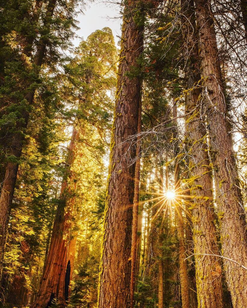 Pretty sure I’m going to go blind someday from too much time spent staring at sun flares through a lens… but… I just can’t stop doing it 🙈

#sunbeam #sunflare #lensflare #redwoods #redwoodforest #redwoodnationalpark #sequoianationalpark #sequoia #for… instagr.am/p/CmZ0Yn8yNVx/