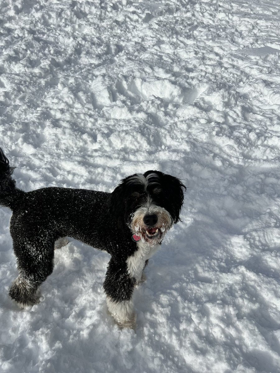 Pawsitively Fred On Twitter You Look Like You re Having So Much Fun pawsitively-fred-on-twitter-you-look-like-you-re-having-so-much-fun