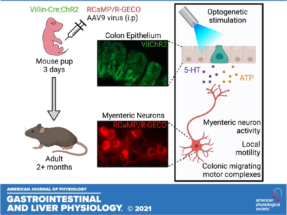 ajpgi's tweet photo. #SuggestedRead "Optogenetic activation of the distal colon epithelium engages enteric nervous system circuits to initiate motility patterns" by Sarah A. Najjar, et al.
🖱https://t.co/2gu4LV6iUY
@PittTweet @PCPRpgh #channelrhodopsin #MyentericNeurons #RCaMP #ajpgi #GITwitter https://t.co/rkKBtTUqUx