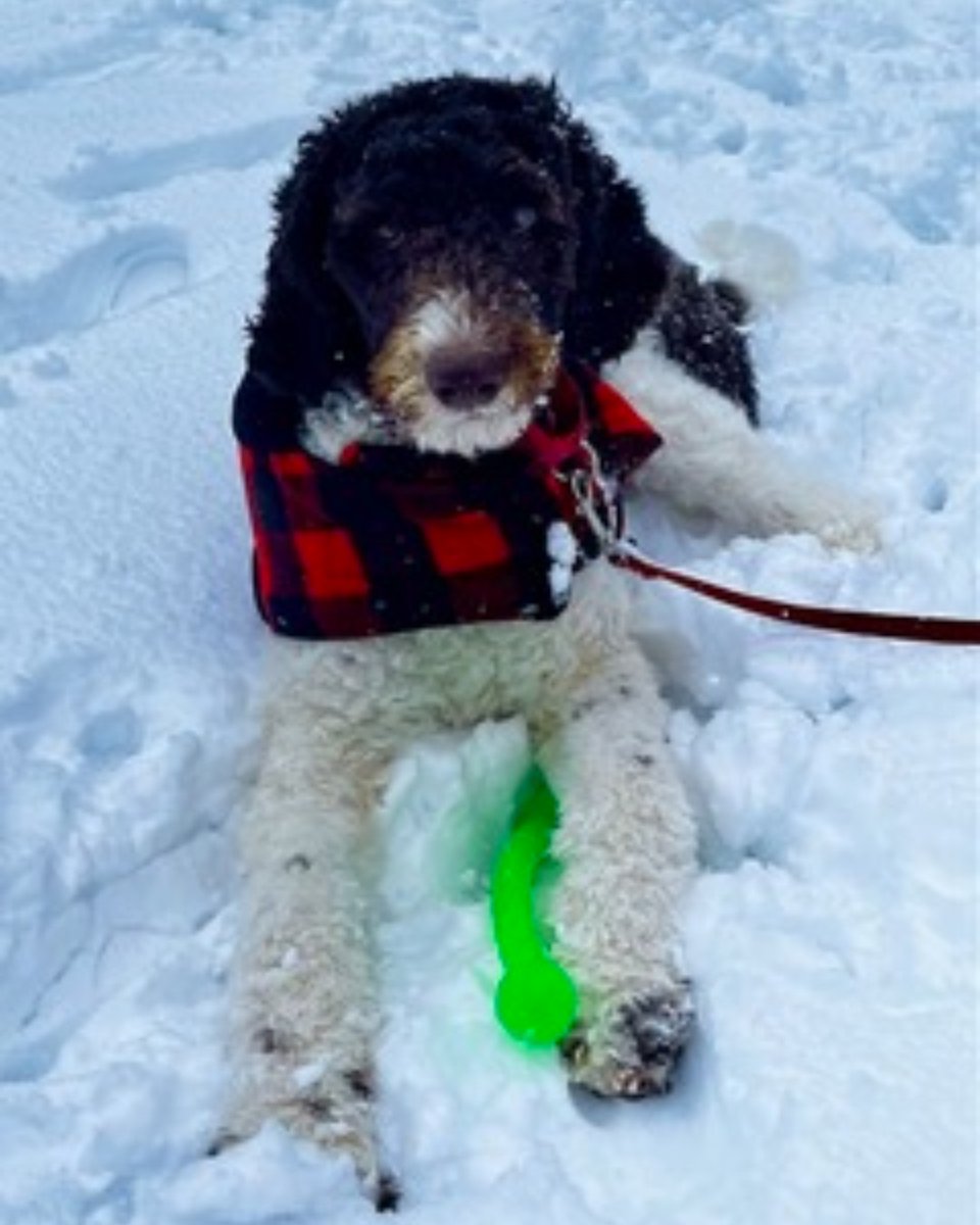 OntarioSPCA's tweet photo. #Adoptionupdate - Maggie:

"I just wanted to share a few photos of Maggie (Nugget) enjoying all of the snow we received on Friday! She is fitting into our family very well. Thank you for giving us the opportunity to having Maggie join our family!"

https://t.co/h5SOdXOKkO https://t.co/qKXgjjLqGG