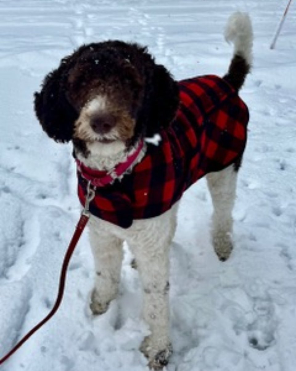 OntarioSPCA's tweet photo. #Adoptionupdate - Maggie:

"I just wanted to share a few photos of Maggie (Nugget) enjoying all of the snow we received on Friday! She is fitting into our family very well. Thank you for giving us the opportunity to having Maggie join our family!"

https://t.co/h5SOdXOKkO https://t.co/qKXgjjLqGG