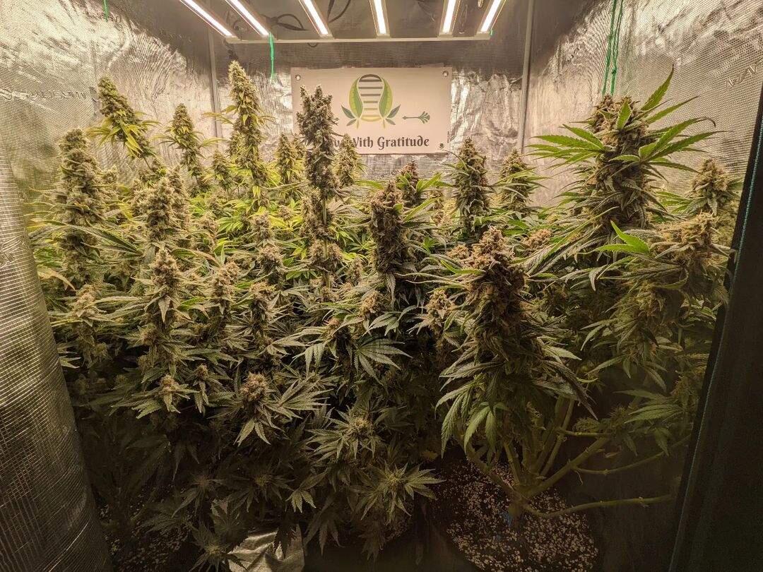 Coco_Pan2022's tweet photo. #FCE4800 480Watt bar grow light , Harvest update! Love it FC-E 4800 and mars hydro 4x4 tent.
Strains: Wedding Cake, Fruity Pebbles, Do-si-dos, and Cookies & Cream. #CannbisComunity https://t.co/u5aik9MvKF