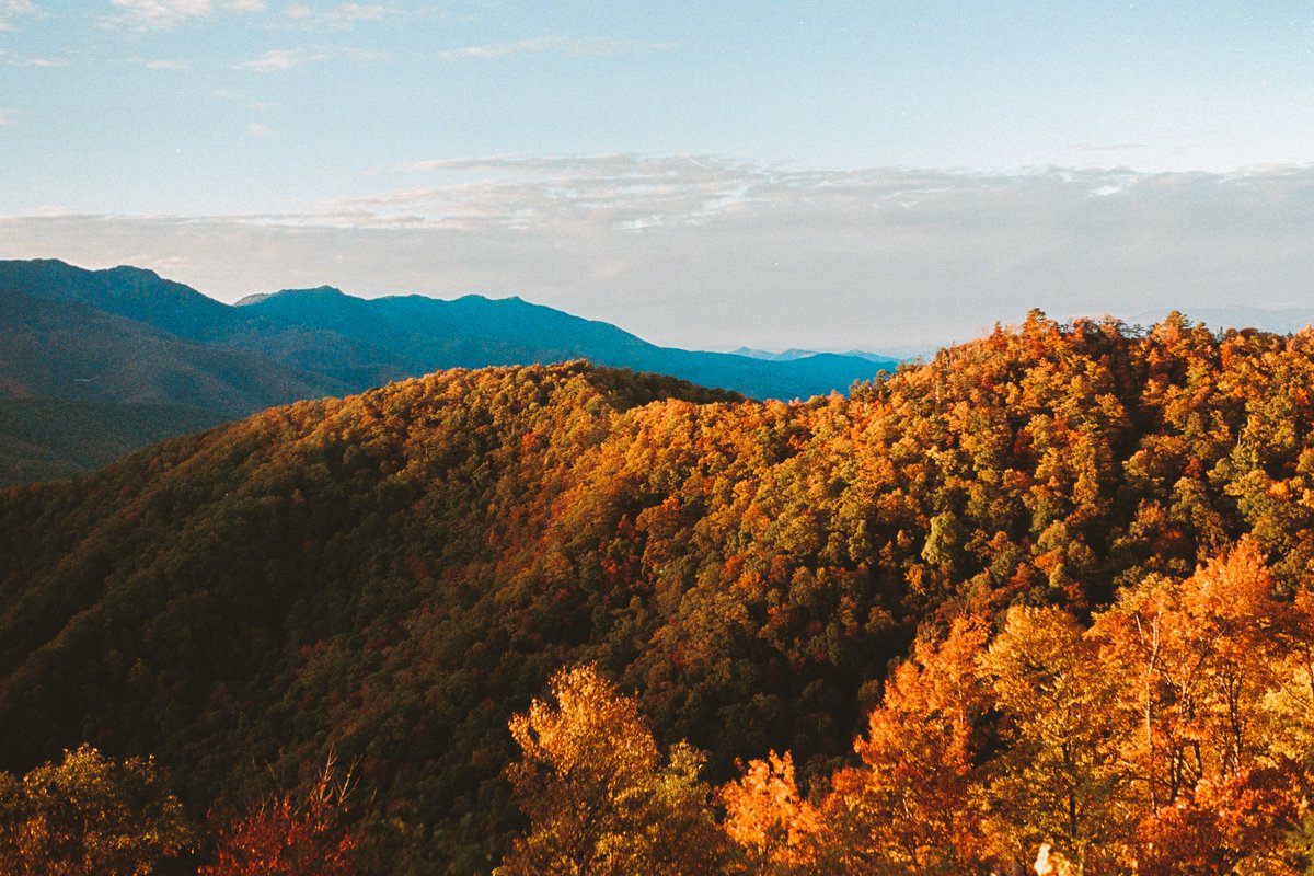 johncwingfield's tweet photo. Gold season in the Blue Ridge Mountains, shot on film https://t.co/3xVttO0QB6