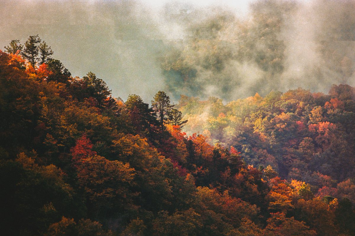 johncwingfield's tweet photo. Gold season in the Blue Ridge Mountains, shot on film https://t.co/3xVttO0QB6