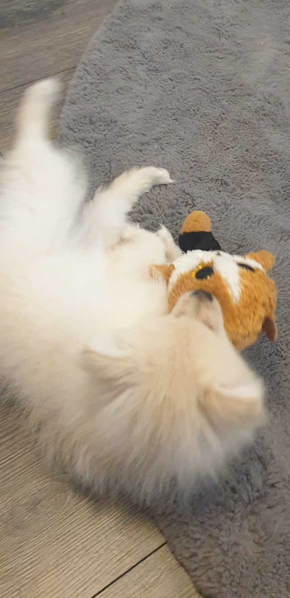Ichika_fr's tweet photo. My new puppy https://t.co/ZgaK0Lx8ve