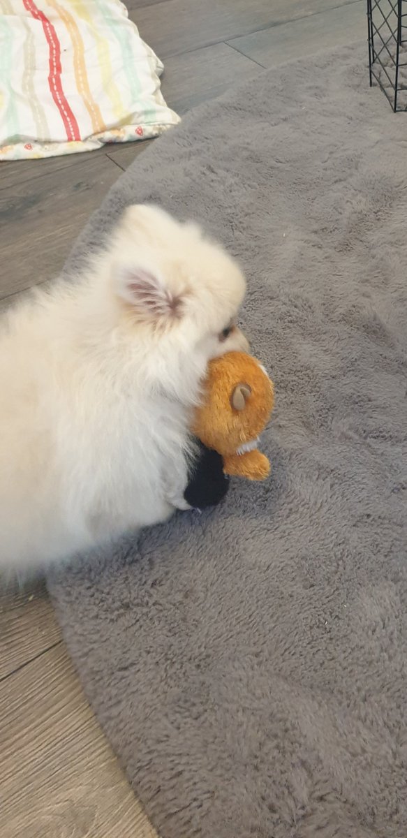 Ichika_fr's tweet photo. My new puppy https://t.co/ZgaK0Lx8ve