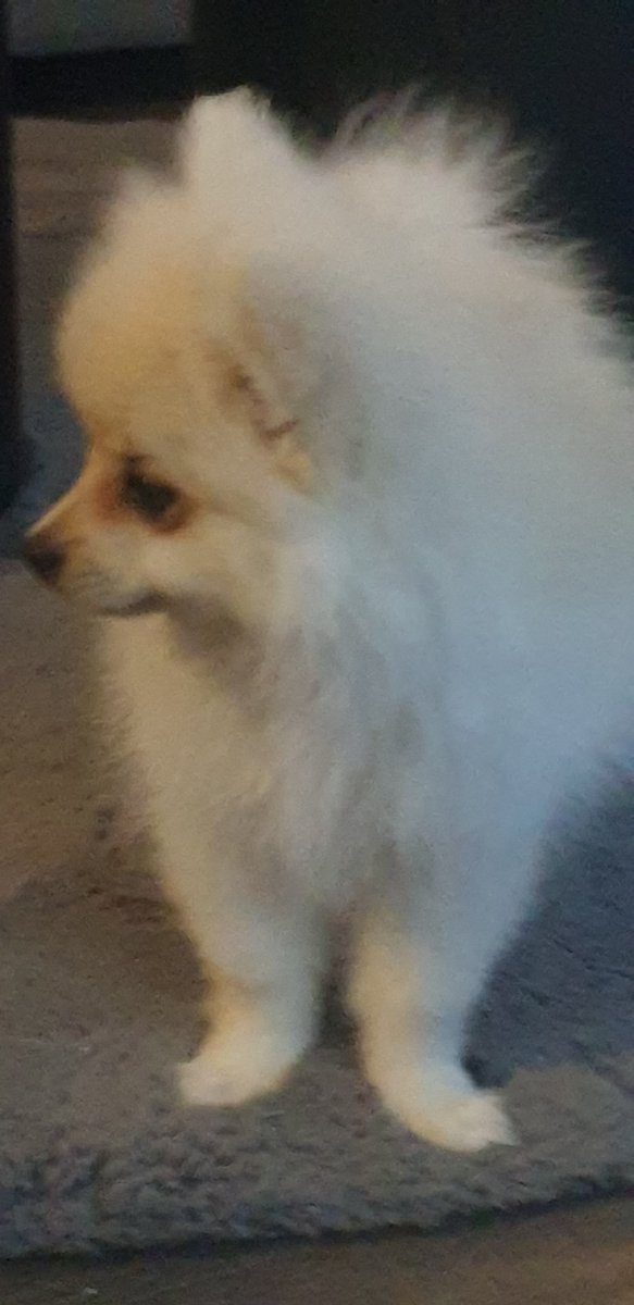 Ichika_fr's tweet photo. My new puppy https://t.co/ZgaK0Lx8ve