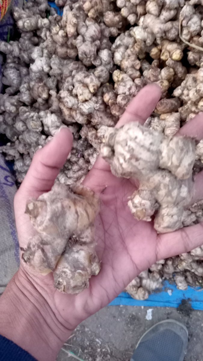 RameshMural's tweet photo. As part of Ginger Value Chain Study visited Haldwani Mandi, @NAINITAL to understand about local varieties, cropping pattern &amp; price trends at local Mandis under supervision &amp; guidance of  @basava_ias Uttarakhand State Govt.
#ginger #valuechain #nainital #haldwani
@DNainital https://t.co/3KGjpbyqqL